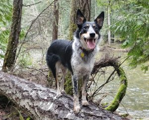 Photography by Sharon K. Summerfield.  Image of Shelby our Texas Heeler