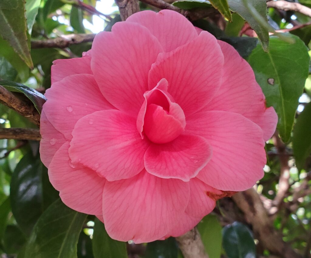 Photography by Sharon K. Summerfield.  Camellia in full bloom in Sharon's garden