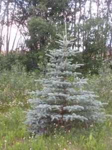 Blue Spruce tree starting to grow in northern BC.  Photography by Sharon K. Summerfield
