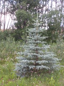 Blue Spruce tree starting to grow in northern BC. Photography by Sharon K. Summerfield