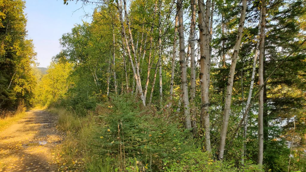 Walking the road near Howard Lake in the Cariboo in BC.  Photography by Sharon K. Summerfield