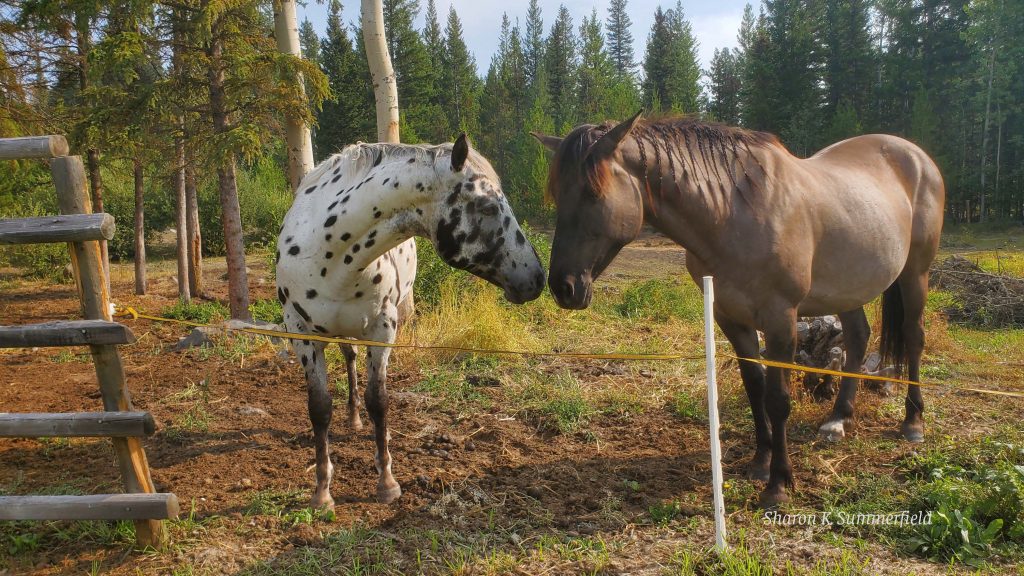 Photography by Sharon K. Summerfield.  Horses near 100 Mile House, in the Cariboo in BC