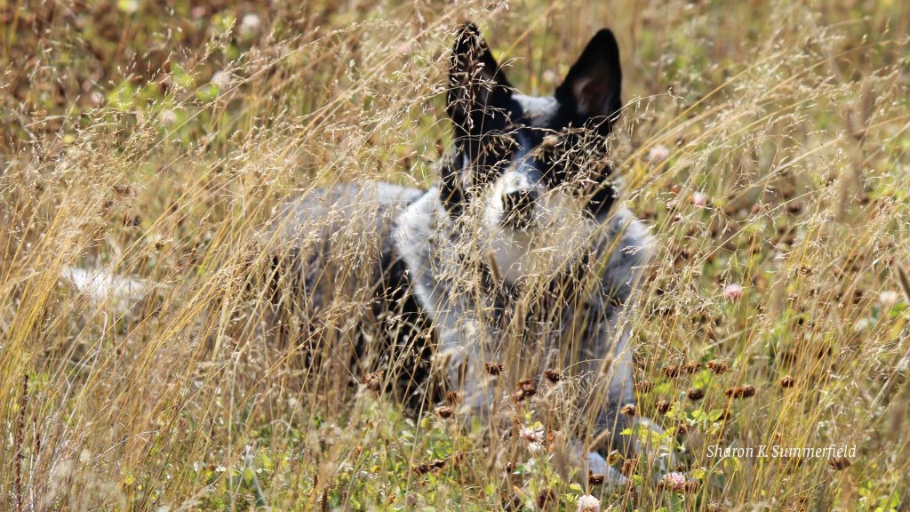 Photography by Sharon K. Summerfield north of Fort St. John featuring Shelby in an open field