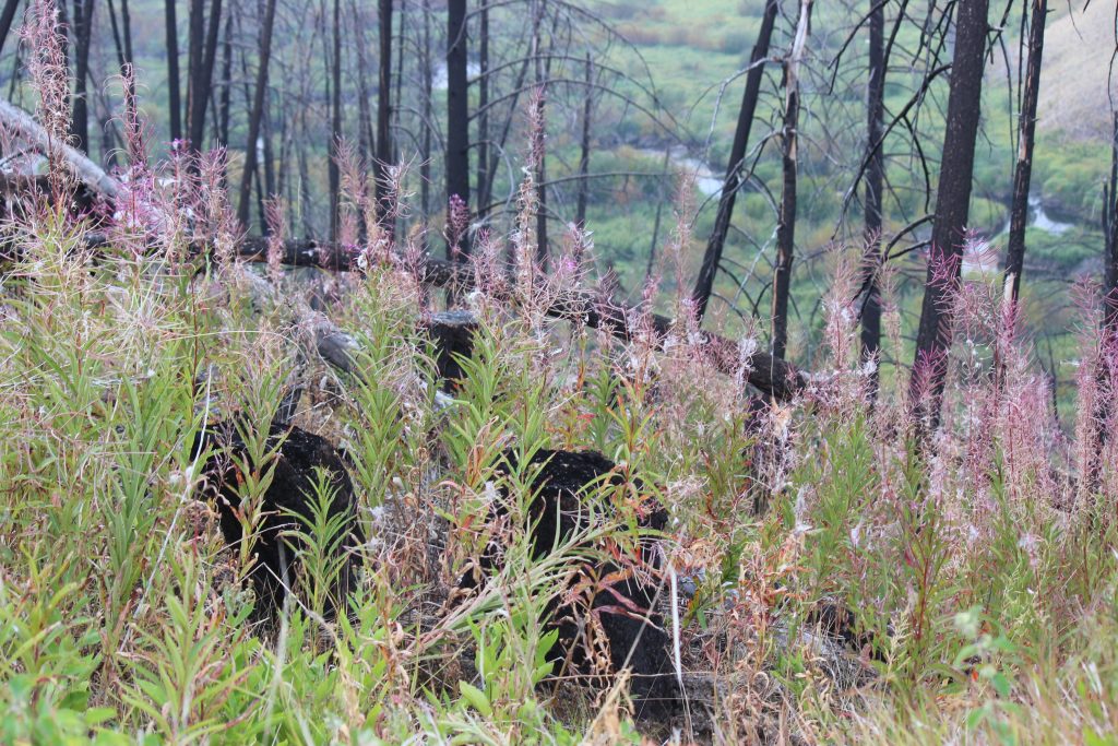 Photography by Sharon K. Summerfield. Photo in the Cariboo in BC