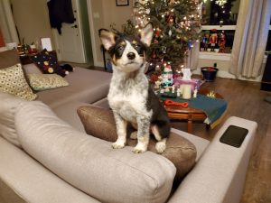 Our puppy Shelby at Christmas time. Photography by Sharon K. Summerfield